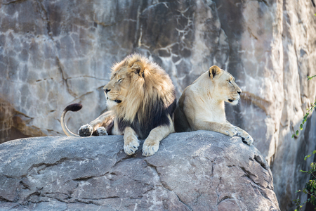 Male and female lion sitting on a rock looking different ways.の写真素材