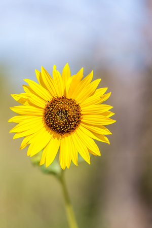 A closeup of a single wild sunflower in Kansas.