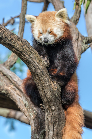 A red panda relaxing in a tree on a nice sunny day.の写真素材