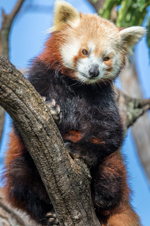 A red panda relaxing in a tree on a nice sunny day.の写真素材