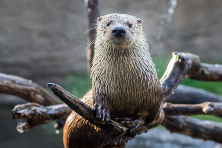 Otter sitting on a branch out of the water.