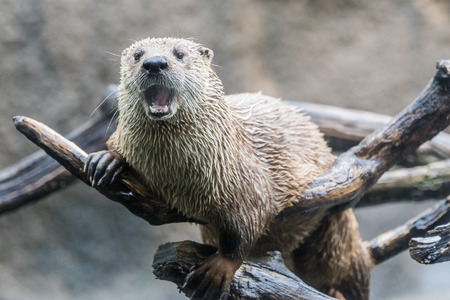 Otter sitting on a branch out of the water.の写真素材