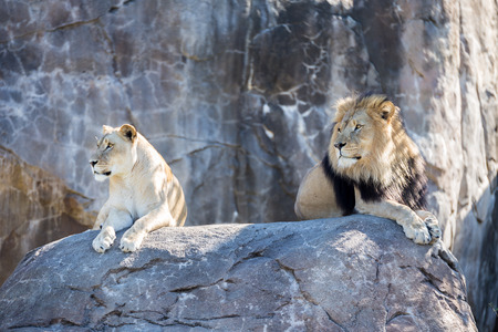 Male and female lion laying on a rock.の写真素材