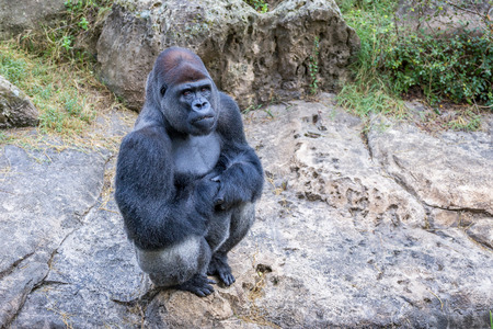 Gorilla Sittingの写真素材