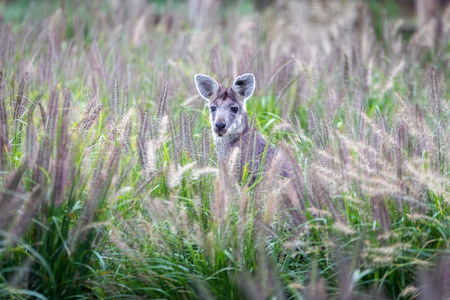 A Wallaby in a field of a tall grassの写真素材