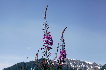 Alaska Fireweed in Bloomの写真素材