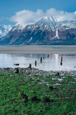 Old Ruins of Port Dock Revealed at Low Tide on Remote Alaska Beach During Springtime with Sunny...