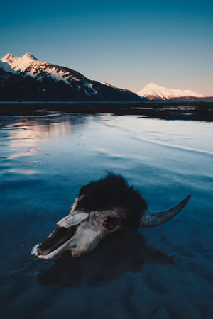 Buffalo Skull at Sunrise on Icy Alaska Beachの写真素材