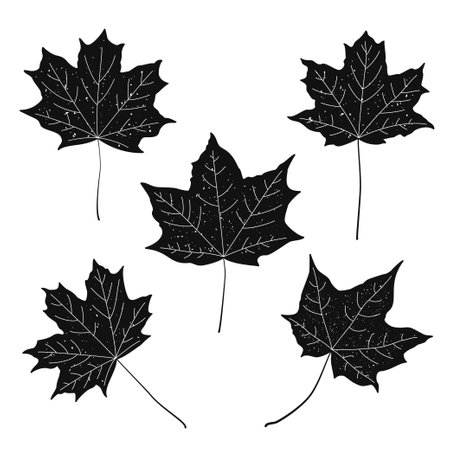 Set of black vintage maple leaves. Vector.のイラスト素材