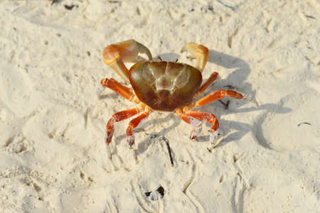 The crab appeared close-up and the last detail on the beachの写真素材