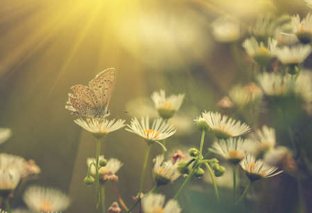 colored photo of butterfly and spring flowersの写真素材