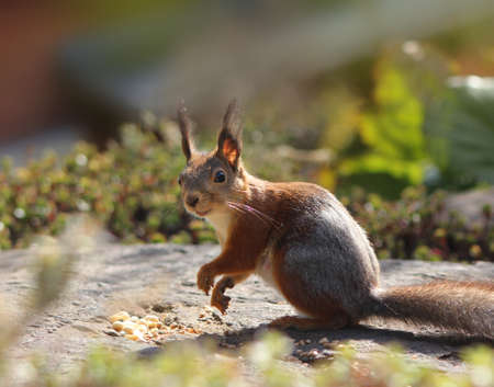 Funny red squirrel eating peanuts in park or gardenの写真素材