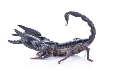 A black scorpion on a white background