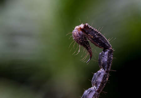 macro of a scorpion stinger