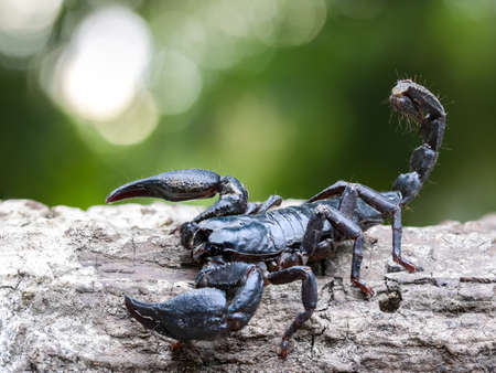 Closeup view of a scorpion in nature.の写真素材