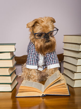 Serious dog reads booksの写真素材