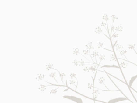 Fashionable illustration background with shadows of plantsの写真素材