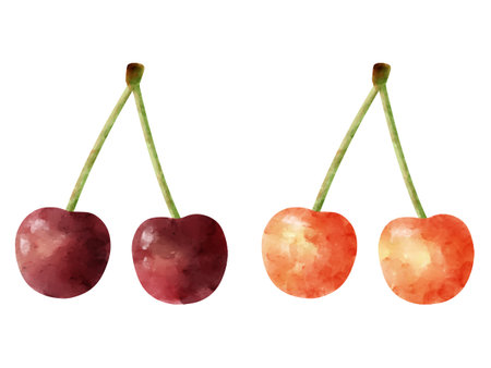 Clip art of cherry in watercolor styleのイラスト素材