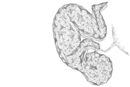 Pregnancy. An embryo in the womb. Polygonal design of interconnected lines and points. white background.のイラスト素材