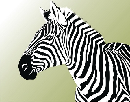 Head of a zebra on a green background.のイラスト素材