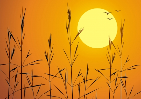 Grass thickets against a sunsetのイラスト素材
