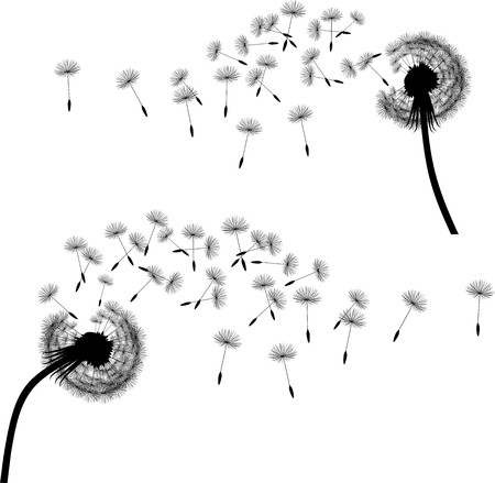 Seeds of a dandelion are inflated by windのイラスト素材