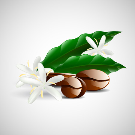 vector single coffee bean with leaf isolated on white backgroundのイラスト素材