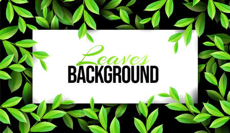 Overgrown tree branches green leaves. Pring or Summer Nature. Luxury banner background and place for text. Abstract Design Element. Promotional templateのイラスト素材
