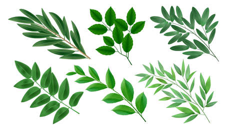 Realistic collection of green branches of deciduous trees with leaves isolated vector illustrationのイラスト素材