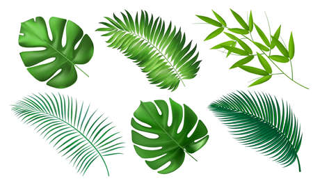 Tropical exotic leaves. Realistic jungle leaves isolated on white background. Collection of palm leavesのイラスト素材