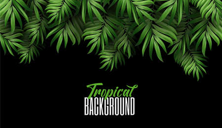 Natural Realistic Green Palm Leaf Tropical jungle on a dark background. Luxury banner background and place for text. Abstract Design Element. Vector illustrationのイラスト素材