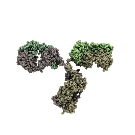 3D view of an antibody (IgG, immunoglobulin)の写真素材