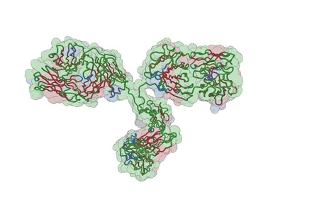 3D view of an antibody (IgG, immunoglobulin)の写真素材