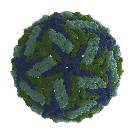 3D rendering of a virus, the causative agent of dengue feverの写真素材
