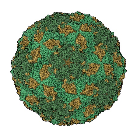 3D rendering of a foot-and-mouth disease virus, the causative agent of foot-and-mouth diseaseの写真素材