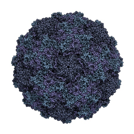 3D rendering of a human rhinovirus virus, a causative agent of the common coldの写真素材