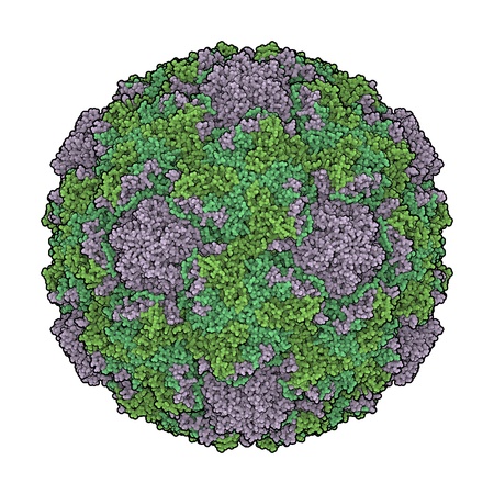 3D rendering of a human rhinovirus virus, a causative agent of the common cold