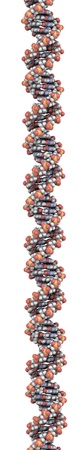 DNA 3D structure. DNA is the main carrier of genetic information in all organisms. The DNA shown here is part of a human gene and is shown as a linear double helix.の写真素材