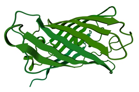 Chemical structure of the green fluorescent protein molecule (GFP)の写真素材