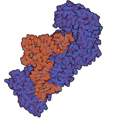 Chemical structure of aminoacyl-tRNA synthetase, the protein responsible for translating the information encoded in messenger RNA into a correct amino acid sequence.の写真素材