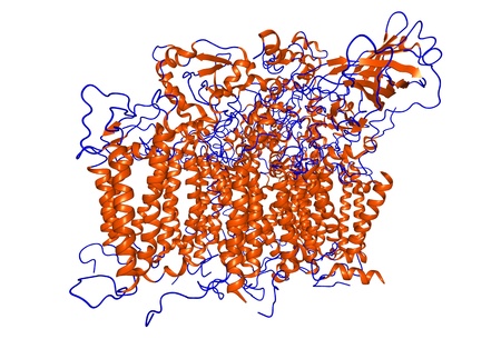 Chemical structure of photosystem II, one of the light harvesting structures found in plants, algae and cyanobacteria.の写真素材
