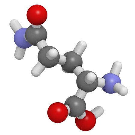 Chemical structure of a molecule of L-Glutamine (Gln, Q). This non-essential amino acid can act as a cellular energy source, as a nitrogen donor, as a carbon donor and as an ammonia transport molecule.の写真素材