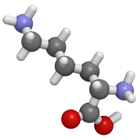 Chemical structure of a molecule of L-Lysine (Lys, K). Lysine is an essential amino acid. It is a basic, postively charged amino acid. It serves as the site of many posttranslational modifications.の写真素材