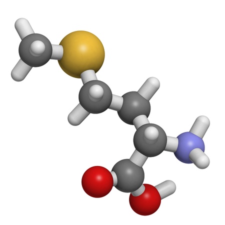 Chemical structure of a molecule of L-Methionine (Met, M). Methionine is an essential amino acid. It is nonpolar and contains a thioether (sulfur ether) function. At least in some animal models, dietary methionine restriction can increase lifespan.の写真素材