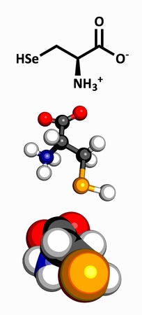 Selenocysteine  Sec, U  amino acid, molecular model  Amino acids are the building blocks of all proteins  Atoms are represented as spheres with conventional color coding  hydrogen  white , carbon  grey , oxygen  red , nitrogen  blue , selenium  pink のイラスト素材