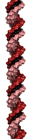 DNA structure. Computer model of part of the gene for human growth hormone, shown in the B-DNA form. The surface of the helix chains is shown and colored per chain.の写真素材
