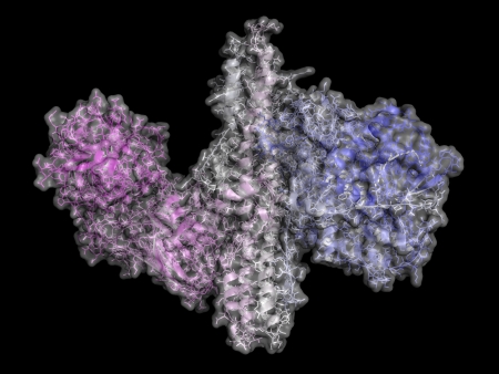 Botulinum toxin neurotoxic protein. Produced by Clostridium botulinum. Cosmetically used to treat wrinkles. Cartoon + wireframe + semi-transparent surface representation. N-term (teal) to C-term (magenta) gradient coloring.の写真素材