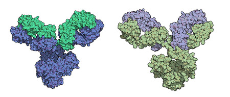 IgG1 monoclonal antibody (immunoglobulin). Play essential role in immunity against bacteria and viruses. Many biotech drugs are antibodies. Atoms except hydrogen shown; Heavy and light chains shaded in different colors.のイラスト素材