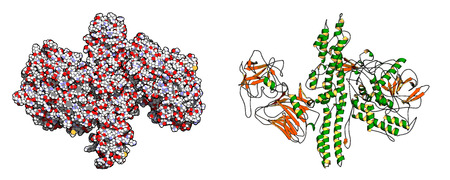 Botulinum toxin neurotoxic protein. Produced by Clostridium botulinum. Cosmetically used to treat wrinkles. Left: all atoms shown as conventionally colored spheres. Right: cartoon model with secondary structure coloring.のイラスト素材