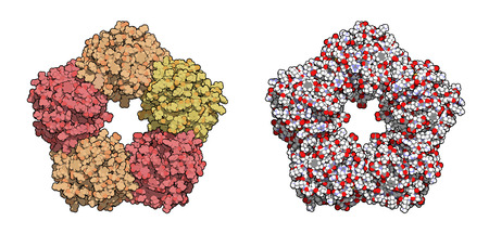 C-reactive protein (CRP, human) inflammation biomarker, chemical structure. Infections and inflammation cause increased blood levels of this protein. Atoms shown as spheres. Left: per chain coloring. Right: conventional atom coloring.のイラスト素材